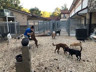 Doggie Daycare Fayetteville NC .